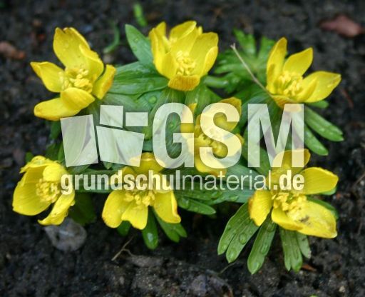 Winterling-2.jpg
